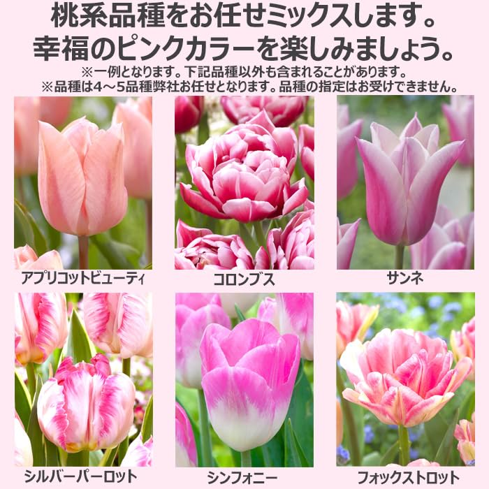 Amazon.co.jp: チューリップ球根 品種ミックス桃色系50球入り どんな花